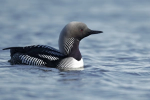 Pacific Diver (Gavia pacifica) adult, breeding plumage, swimming, Nunavut, Canada, July