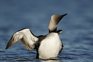 Pacific Diver (Gavia pacifica) adult, breeding plumage, shaking head and wings on water, Nunavut, Canada, July