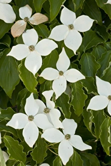 Pacific Dogwood (Cornus nuttallii) flowering, close-up of bracts, Northern California, U. S. A. july