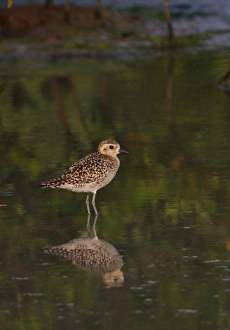 Winters Prints: Pacific Golden Plover (Pluvialis fulva) adult