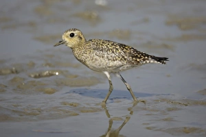 South China Sea Prints: Pacific Golden Plover (Pluvialis fulva) juvenile