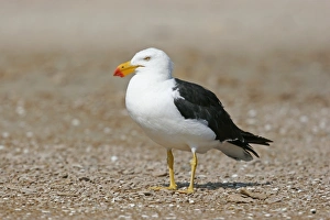 Australia Prints: Pacific Gull (Larus pacificus) adult, standing on beach, Victoria, Australia