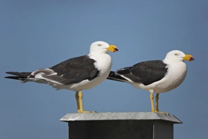 Seabird Prints: Pacific Gull (Larus pacificus georgii) two adults