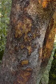 Californian Prints: Pacific Madrone (Arbutus menziesii) close-up of of bark and trunk