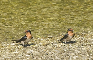 Gravel Prints: Pacific Swallow (Hirundo tahitica) two adults