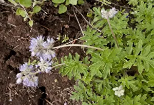 Oregon Prints: Pacific Waterleaf (Hydrophyllum tenuipes) flowering
