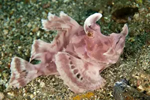 Paddle-flap Scorpionfish (Rhinopias eschmeyeri) adult, resting on sand, Lembeh Straits, Sulawesi, Sunda Islands
