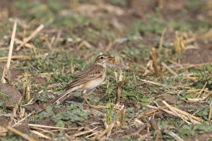 South Asia Prints: Paddyfield Pipit (Anthus rufulus) adult
