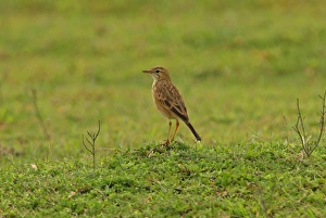 Pipits Prints: Paddyfield Pipit (Anthus rufulus) adult, standing in grassland, Sri Lanka, december