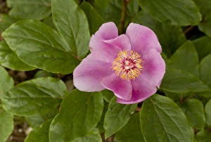 Sardinian Prints: Paeony (Paeonia morisii) close-up of flower, Sardinia, Italy, April
