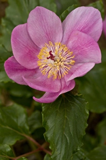 Paeony (Paeonia morisii) close-up of flower, Sardinia, Italy, April