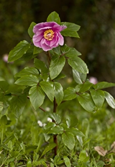 Sardinian Prints: Paeony (Paeonia morisii) flowering, Sardinia, Italy, April
