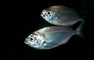 Bream Prints: Pagellus centrodontus, Common sea bream