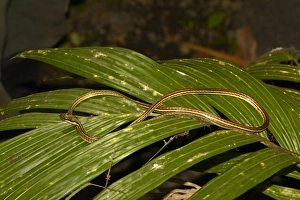 Reptile Prints: Painted Bronzeback (Dendrelaphis pictus) adult