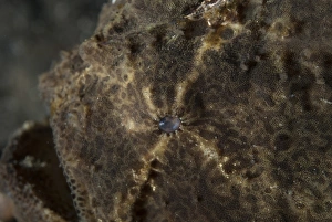 Strait Prints: Painted Frogfish (Antennarius pictus) adult