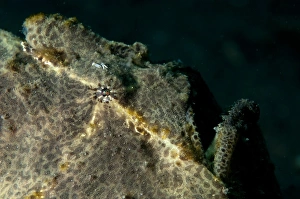 Painted Frogfish (Antennarius pictus) adult, close-up of face, Lembeh Straits, Sulawesi, Sunda Islands, Indonesia