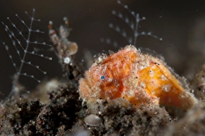 Seraya Prints: Painted Frogfish (Antennarius pictus) juvenile
