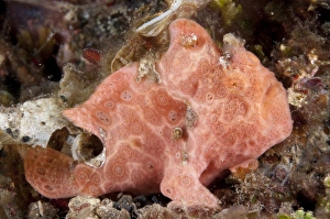 Strait Prints: Painted Frogfish (Antennarius pictus) pink adult
