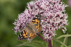 Painted Lady (Vanessa cardui) adult, feeding on Hemp Agrimony (Eupatorium cannabinum) flowers in garden, England, august