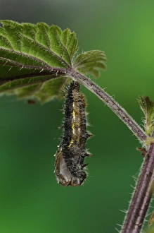 Oxfordshire Prints: Painted Lady (Vanessa cardui) larva