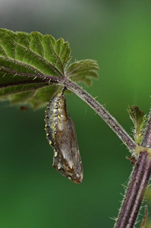 Painted Lady (Vanessa cardui) newly formed pupa, hanging from stinging nettle leaf, Oxfordshire, England, June
