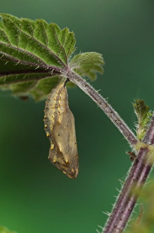 Oxfordshire Prints: Painted Lady (Vanessa cardui) pupa
