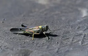 Grasshopper Prints: Painted Locust (Schistocerca melanocera) Floreana island, Galapagos