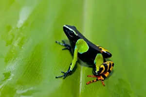 Frog Prints: Painted Mantella (Mantella madagascariensis) adult