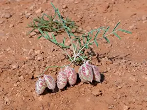 Utah Prints: Painted Milkvetch (Astragalus ceramicus) inflated seedpods