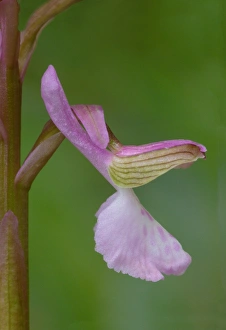 Orchids Prints: Painted Orchid (Orchis picta) close-up of flower, Corsica, France, April