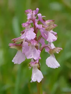 Orchids Prints: Painted Orchid (Orchis picta) close-up of flowerspike, Corsica, France, April