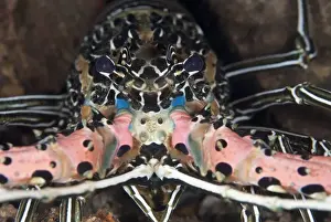Maluku Prints: Painted Spiny Lobster (Panulirus versicolor) adult