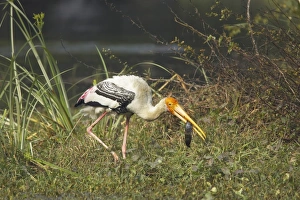 Rajasthan Prints: Painted Stork (Mycteria leucocephala) adult