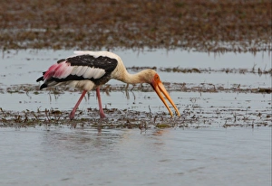 Painted Stork (Mycteria leucocephala) adult, feeding, wading in marsh, Bundala N. P. Sri Lanka, december