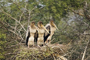 Rajasthan Prints: Painted Stork (Mycteria leucocephala) three chicks