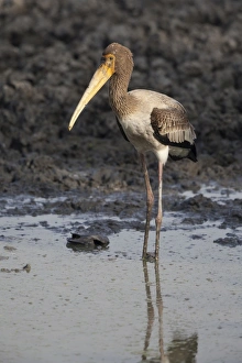 Rajasthan Prints: Painted Stork (Mycteria leucocephala) juvenile
