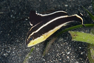 Muck Prints: Painted Sweetlips (Diagramma pictum) juvenile