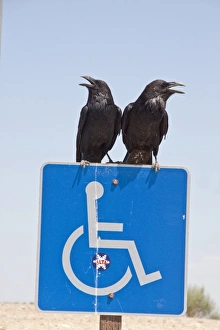 A pair of common Raven on disabled sign