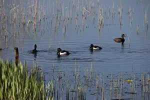 Wild Fowl Prints: two pairs of Tufted ducks swimming near new growth of reeds - Minsmere, Suffolk