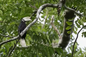 Palawan Hornbill (Anthracoceros marchei) adult male, perched on branch in tree, Puerto Princesa Subterranean River N. P