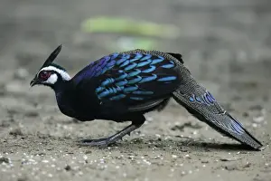 Palawan Peacock-pheasant (Polyplectron napoleonis) adult male, feeding on rice grains