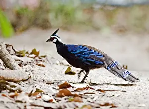 Palawan Peacock-pheasant (Polyplectron napoleonis) adult male, walking, Puerto Princesa Subterranean River N. P. Saint Paul Mountain Range, Palawan Island, Philippines
