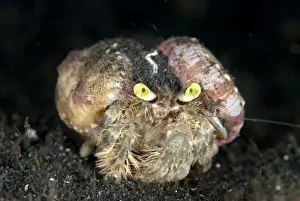 Defence Prints: Pale Anemone Hermit Crab (Dardanus deformis) adult, with sea anemones attached to shell