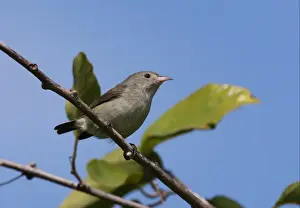 Pale-billed Flowerpecker (Dicaeum erythrorhynchos ceylonense) endemic race, adult, perched on twig, Sri Lanka, december