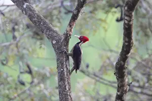 Pale-billed Woodpecker (Campephilus guatemalensis) adult female, foraging on tree trunk, Costa Rica, february