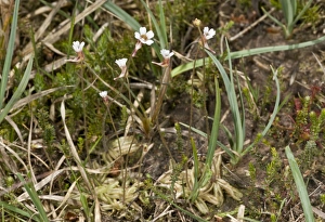 Damp Prints: Pale Butterwort (Pinguicula lusitanica) flowering, growing in bog, France, June