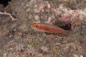 Gobies Prints: Pale Dwarfgoby (Trimma anaima) adult