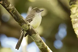 Equatorial Prints: Pale-edged Flycatcher (Myiarchus cephalotes) adult