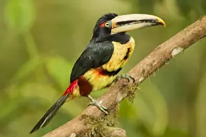 Pale-mandibled Aracari (Pteroglossus erythropygius) adult, perched on branch in montane rainforest, Andes, Ecuador