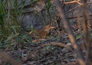 Pale Thrush (Turdus pallidus) adult, foraging at base of wall, Beidaihe, Hebei, China, may